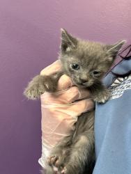 Shelter Stray Male Cat last seen Near W Princeton Drive, Midvale, UT, 84047, Taylorsville, UT 84123