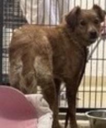 Shelter Stray Female Dog last seen Near Cara Cara Drive, San Diego, CA, 92126, Escondido, CA 92027