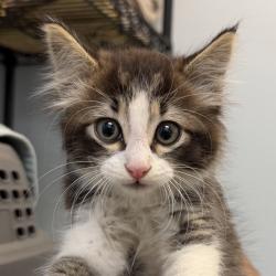 Shelter Stray Male Cat last seen Near Windward Street, San Diego, CA, 92114, San Diego, CA 92110