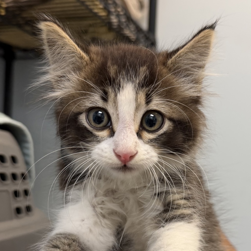 Shelter Stray Male Cat last seen Near Windward Street, San Diego, CA, 92114, San Diego, CA 92110