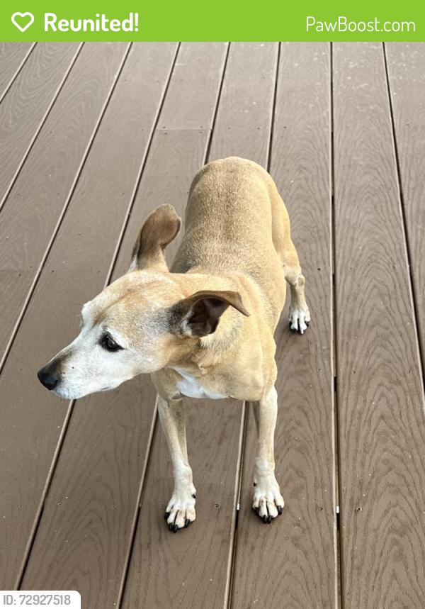 Reunited Female Dog last seen Robinson Preserve Palma Sola Fl, Bradenton, FL 34209