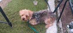 Found/Stray Female Dog last seen Between lead and coal, Albuquerque, NM 87102