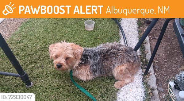 Found/Stray Female Dog last seen Between lead and coal, Albuquerque, NM 87102
