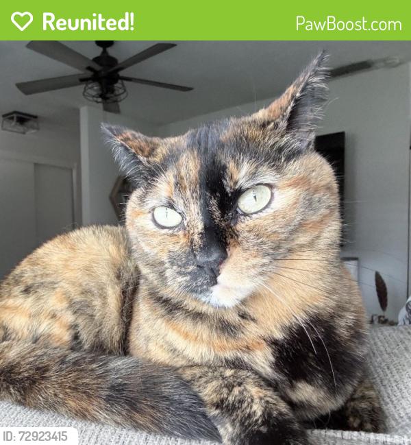 Reunited Female Cat last seen Near EG park , Elk Grove, CA 95624