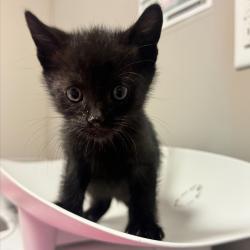 Shelter Stray Male Cat last seen Near Fargo Avenue, SAN LEANDRO, CA, 94579, Oakland, CA 94621