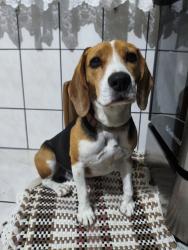 Lost Male Dog last seen Rua João Alexandre de França, aventureiro, final da rua , Aventureiro, SC 89225-140