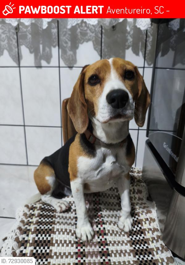 Lost Male Dog last seen Rua João Alexandre de França, aventureiro, final da rua , Aventureiro, SC 89225-140