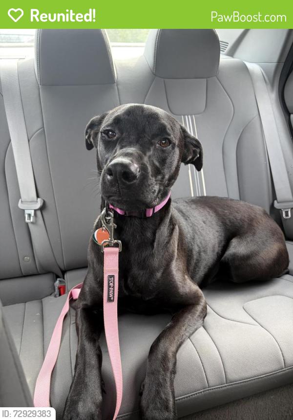 Reunited Female Dog last seen Blue creek high school, Jacksonville, NC 28540