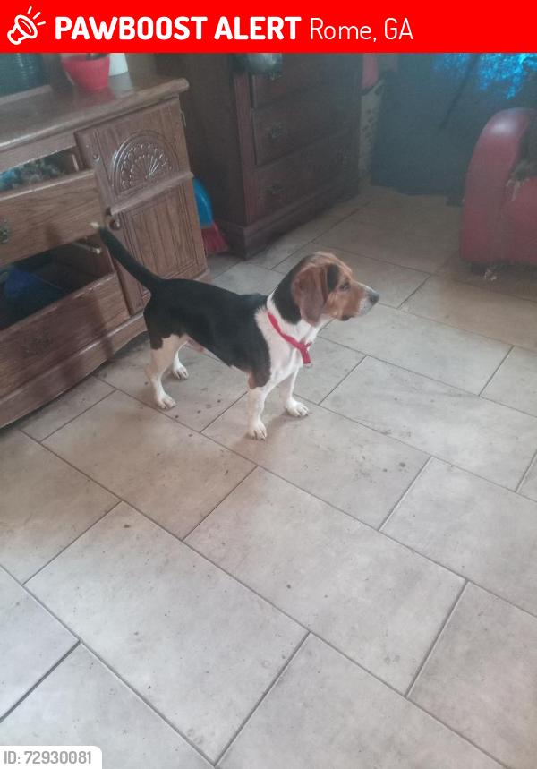 Lost Male Dog last seen East 12th st and Walnut Ave, Rome, GA 30161