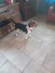 Lost Male Dog last seen East 12th st and Walnut Ave, Rome, GA 30161
