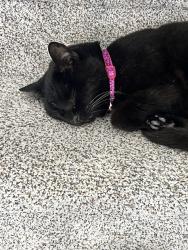 Reunited Female Cat last seen Sandstone Lakes, Fishers, IN 46037