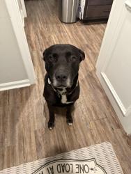 Lost Male Dog last seen Near mill rd, McDonough, GA 30253