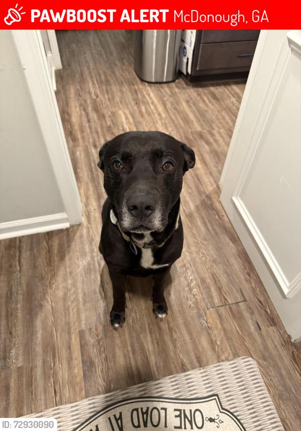 Lost Male Dog last seen Near mill rd, McDonough, GA 30253