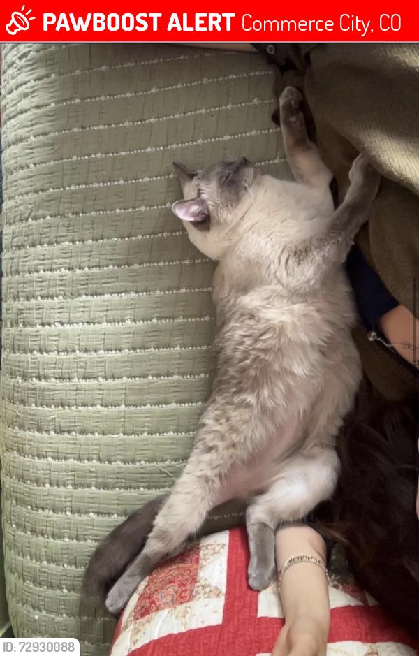 Lost Female Cat last seen Reunion Elementary, Commerce City, CO 80022