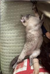 Lost Female Cat last seen Reunion Elementary , Commerce City, CO 80022