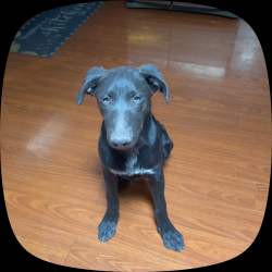 Reunited Male Dog last seen Flowing wells 4445 near the entrance , Tucson, AZ 85705