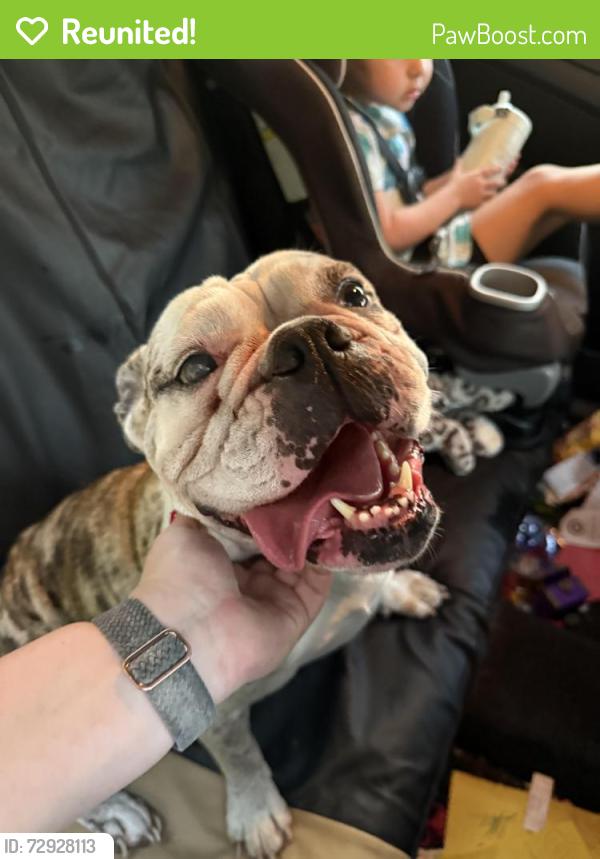 Reunited Female Dog last seen Hillock Ave NW, Palm Bay, FL 32907