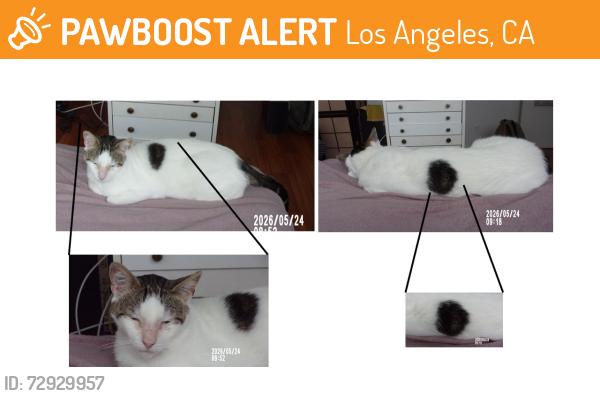 Found/Stray Female Cat last seen CHARLOTTE , Los Angeles, CA 90033
