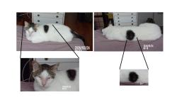 Found/Stray Female Cat last seen CHARLOTTE , Los Angeles, CA 90033