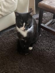 Lost Male Cat last seen around the dead end of wanderers avenue, West Midlands, England WV2 3HW