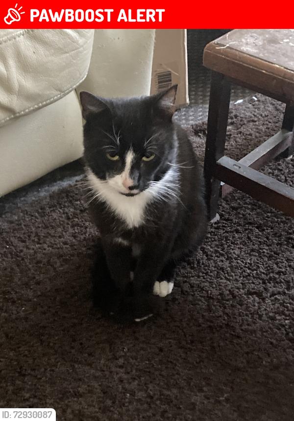 Lost Male Cat last seen around the dead end of wanderers avenue, West Midlands, England WV2 3HW