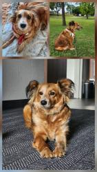 Reunited Female Dog last seen Near Clinton Dr, Houston, TX 77020, USA, Houston, TX 77020