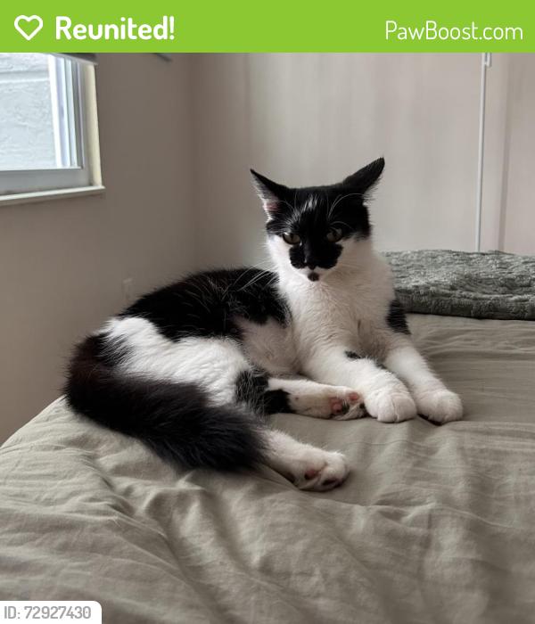 Reunited Female Cat last seen Logan Heights apmts, Sanford, FL 32773