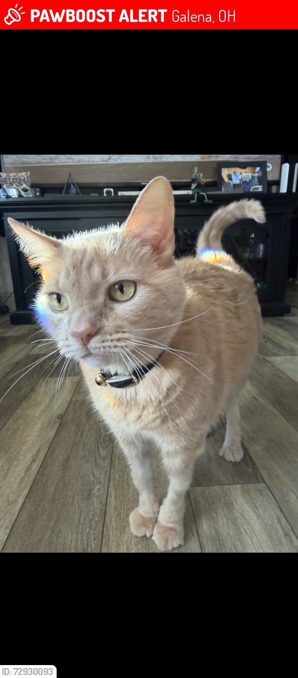 Lost Female Cat last seen Near streamside drive, Galena, OH 43021