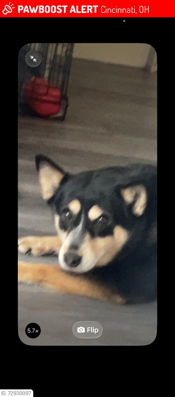 Lost Female Dog last seen Northbend rd and Westwood northern blvd also boutinot , Cincinnati, OH 45211