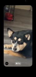 Lost Female Dog last seen Northbend rd and Westwood northern blvd also boutinot , Cincinnati, OH 45211