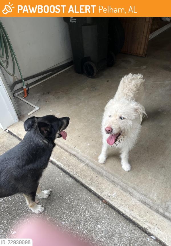 Found/Stray Female Dog last seen Helena road and Chandelar in Pelham, Pelham, AL 35124