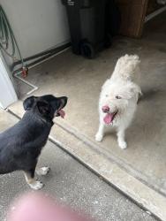 Found/Stray Female Dog last seen Helena road and Chandelar in Pelham, Pelham, AL 35124
