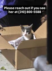 Lost Female Cat last seen 5th and Manhattan pl, Los Angeles, CA 90020