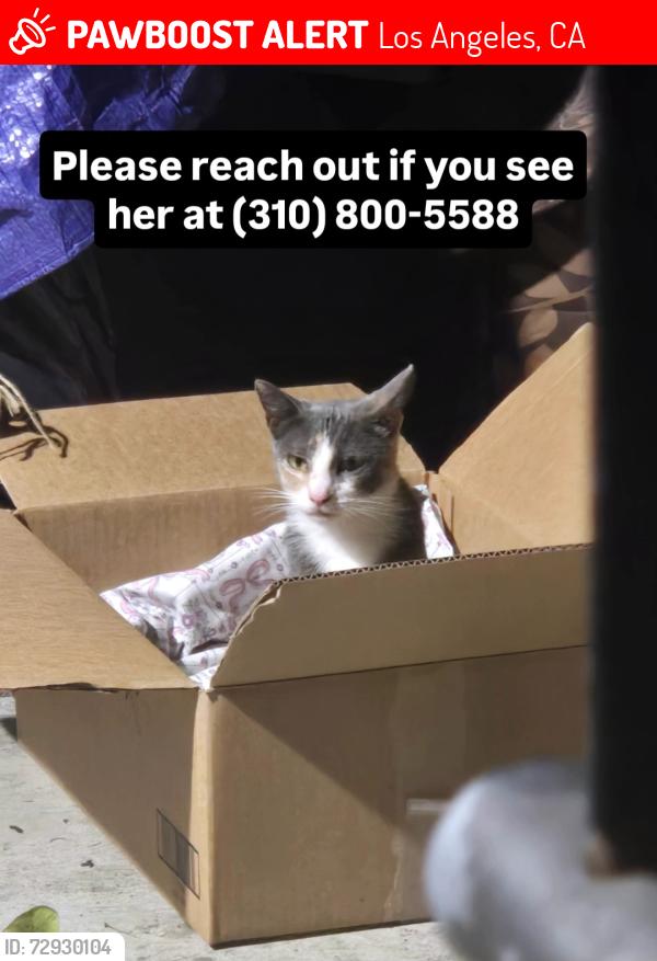 Lost Female Cat last seen 5th and Manhattan pl, Los Angeles, CA 90020