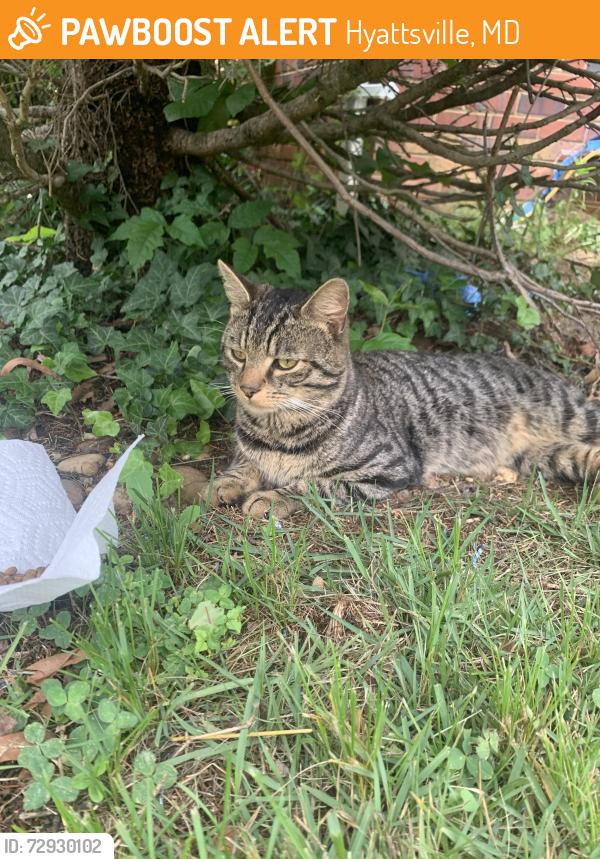 Found/Stray Male Cat last seen Near a fences near apmts , Hyattsville, MD 20783