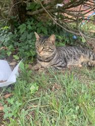 Found/Stray Male Cat last seen Near a fences near apmts , Hyattsville, MD 20783