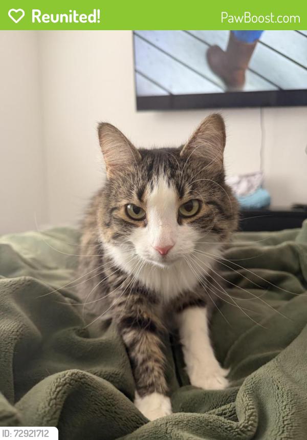 Reunited Female Cat last seen Near freehold avenue se , Palm Bay, FL 32909
