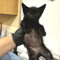 Shelter Stray Male Cat last seen , 2350 Appling City Cove, Memphis, TN 38133, USA
