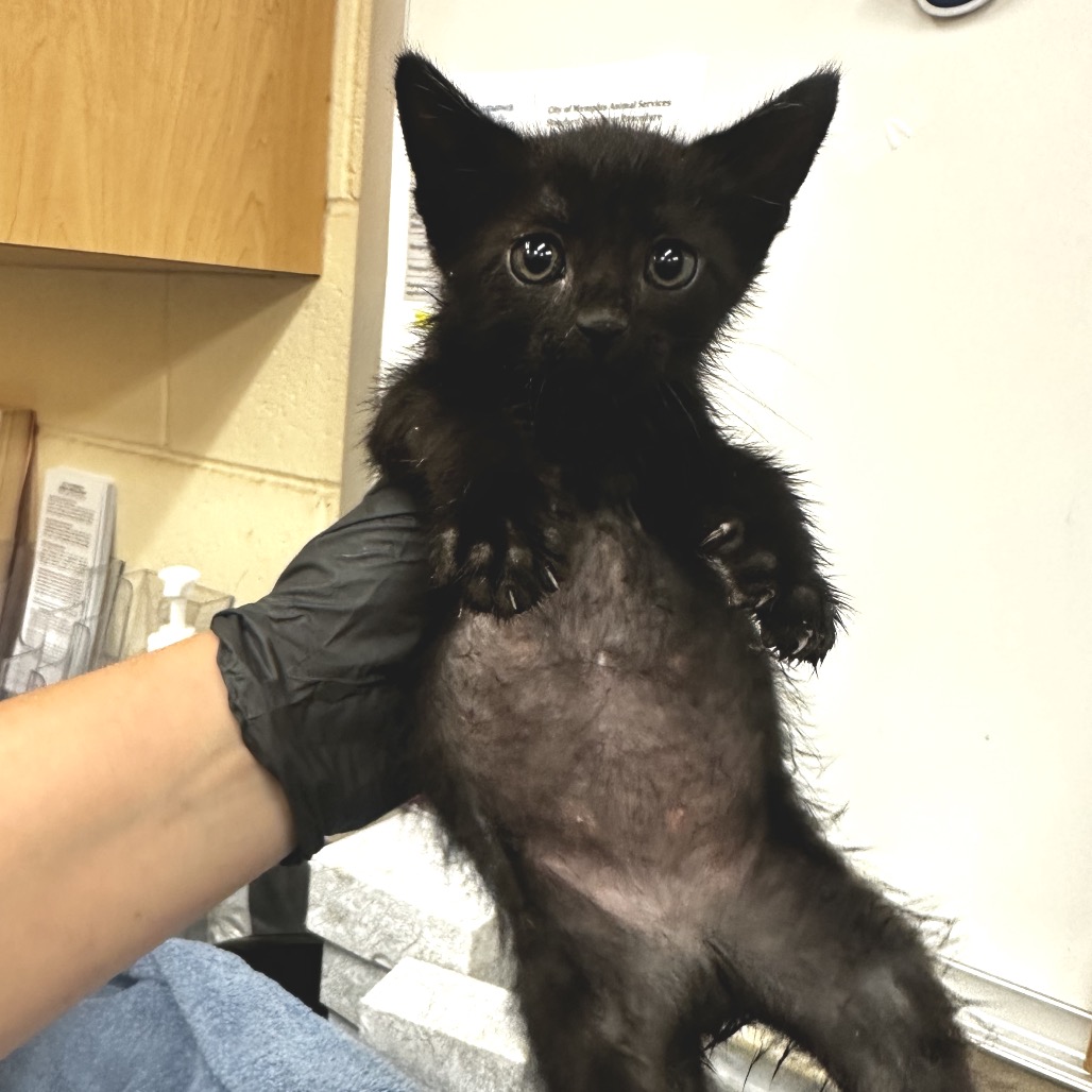 Shelter Stray Male Cat last seen , 2350 Appling City Cove, Memphis, TN 38133, USA