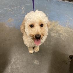 Shelter Stray Male Dog last seen , Memphis, TN 38133