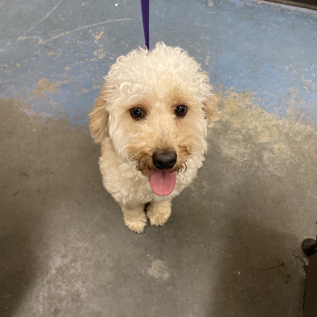 Shelter Stray Male Dog last seen , Memphis, TN 38133