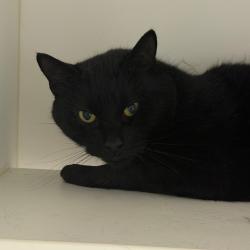 Shelter Stray Male Cat last seen , Philadelphia, PA 19140