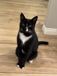 Reunited Male Cat last seen Western and lampson , Garden Grove, CA 92841