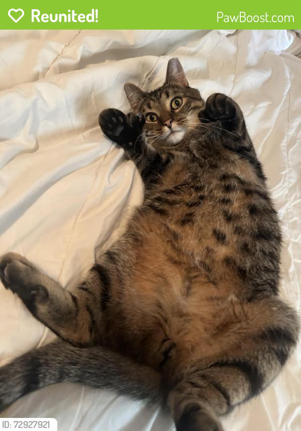 Reunited Male Cat last seen rd 19 and cty road 117 by crow park, Rogers, MN 55374