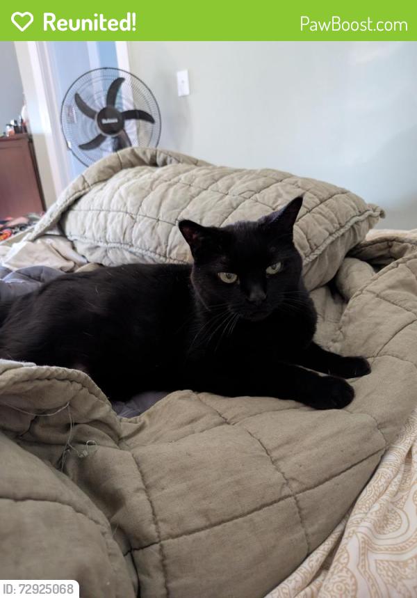 Reunited Female Cat last seen Between Syndicate and Griggs on Dayton, Saint Paul, MN 55104