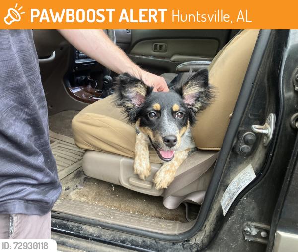 Found/Stray Female Dog last seen Downtown Rescue Mission, Huntsville, AL 35816