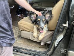 Found/Stray Female Dog last seen Downtown Rescue Mission, Huntsville, AL 35816