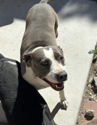 Lost Female Dog last seen Eastern and Charleston , Las Vegas, NV 89104