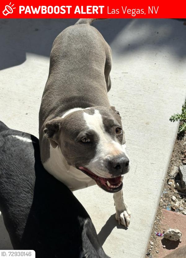Lost Female Dog last seen Eastern and Charleston , Las Vegas, NV 89104