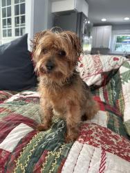 Reunited Male Dog last seen North Stevens and North 43rd St, Tacoma, WA 98407